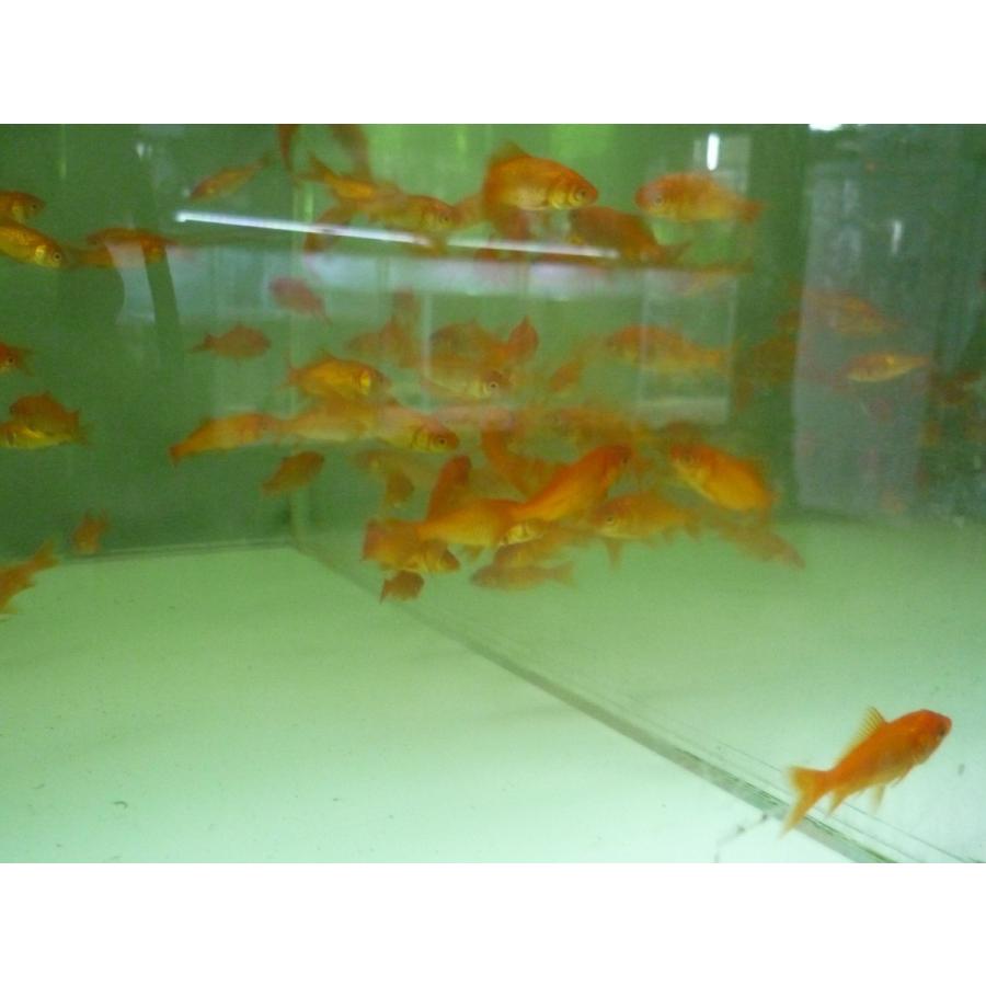 小赤 餌用 10匹 観賞魚生体 (金魚) 小赤(3cm-4cm) 100匹 エサ用金魚 千葉県産