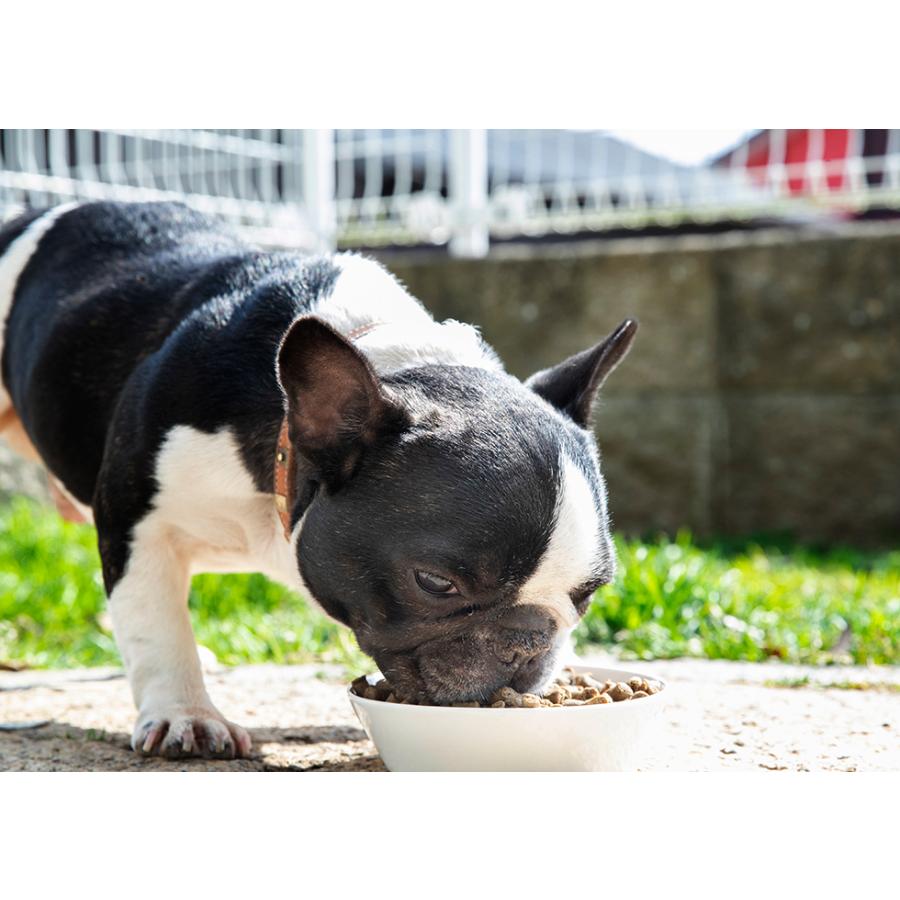 ONESMILE  ひとつごはん　鶏肉オリジナルブレンド　80g　国産無添加犬おやつ |  | 04