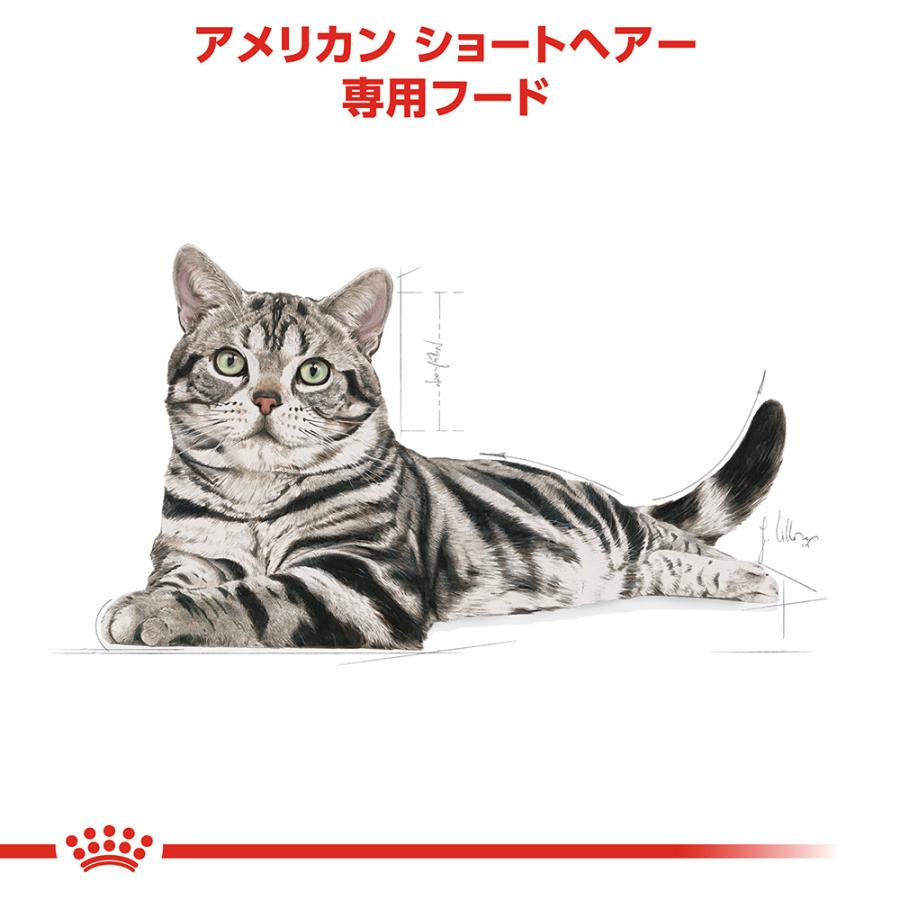 6個セット ロイヤルカナン アメリカン ショートヘアー 成猫用 2kg×6個セット｜petsmum2｜03
