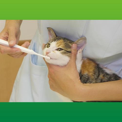 ライオン ペットキッス デンタルブラシ コンパクト 1本 犬猫用 超小型