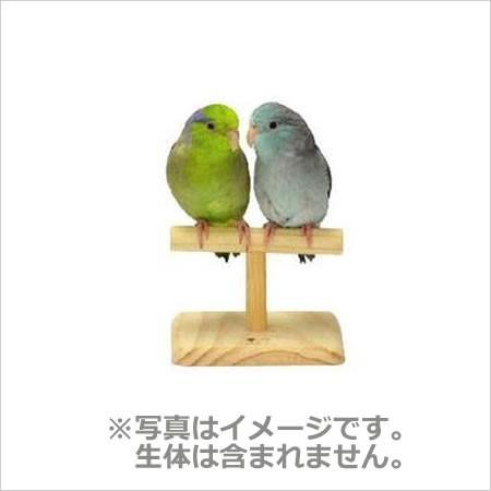 三晃 とまり木 小鳥のT型 ローパーチ B31 小鳥用パーチ : ペッツマム