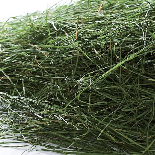 GEX 旬牧草 イタリアンライグラス 120g : ペッツマム - 通販 - Yahoo