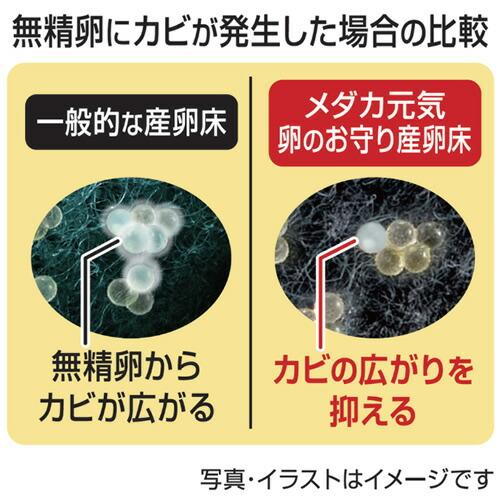 GEX メダカ元気 卵のお守り産卵床 沈める2個入り 卵のカビ発生防止