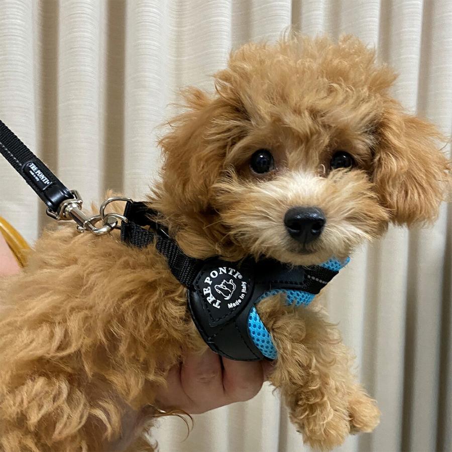 TRE PONTI トレポンティ 1.5号 イヌ 首輪 ハーネス &リード TRE PONTI トレポンティフィッビア ソフトメッシュ1号 1.5号 犬