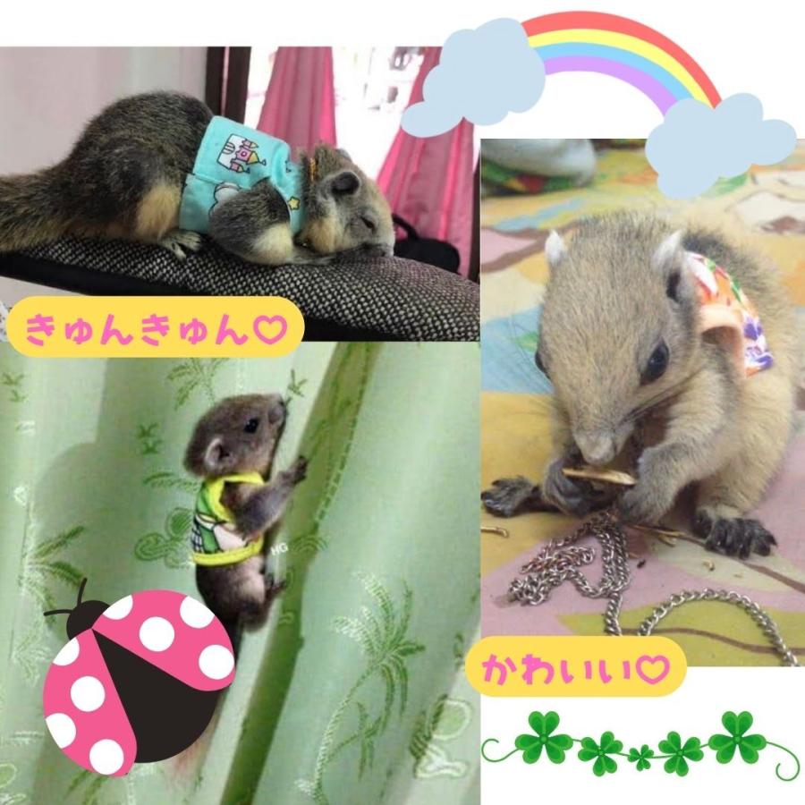 小動物　ペット服　リス　フェレット　ハムスター　ペット用品　珍しい　マスコット　洋服　ミニ　カラフル　小動物用品｜petstyle-rockn-rora｜06