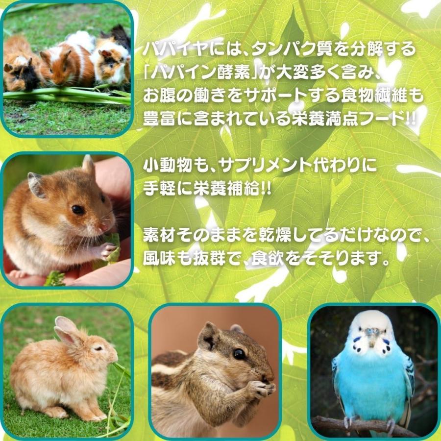 小動物 かじり木（パパイヤの茎）50g／PaPa-パパ- 国産 パパイヤ
