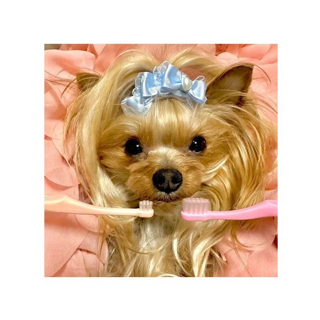 OraBio オーラバイオブラシ ミニ ローズセット | OraBio | 03