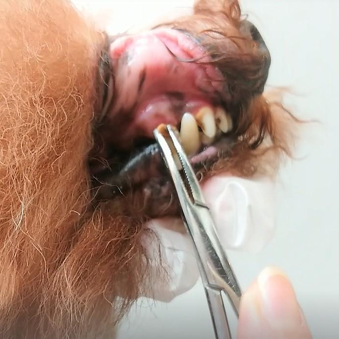送料無料 Repairan プラークコントローラー 犬 歯石除去 自宅 犬の雑穀ごはん Yahoo 店 通販 Yahoo ショッピング