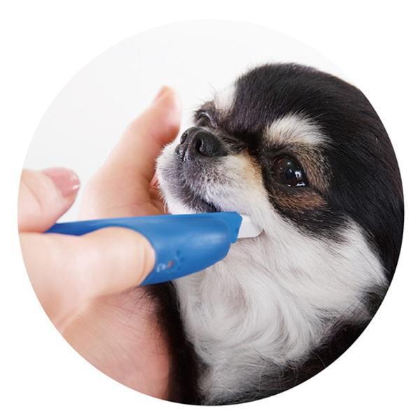 犬用歯ブラシ 指サック ライオン Petkiss 指サック歯ブラシ コンパクト R0925 ペット良品倶楽部ヤフー店 通販 Yahoo ショッピング