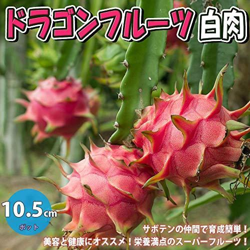 ドラゴンフルーツ 白肉 果樹苗 10 5cmポット 1個 サボテンの仲間 丈夫で育成が簡単 花は月下美人に似ており 一晩限り咲く豪華な花は美しく 南米 S Rlex Co 通販 Yahoo ショッピング