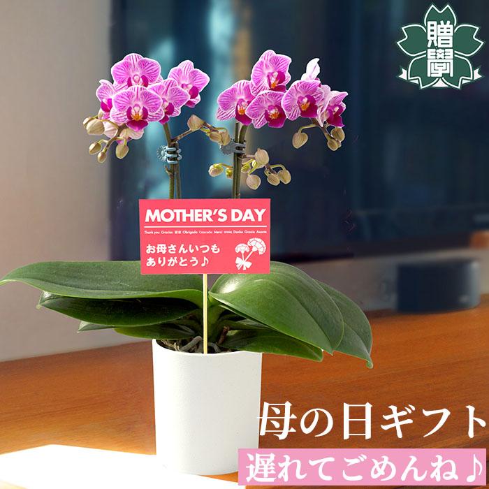 母の日 ギフト ミニ 胡蝶蘭 ピンク系 鉢カバー付き プレゼント メッセージカード 洋ラン 洋蘭 鉢花 40代 50代 60代 70代（Yahoo!・私立プランツギフト学園）
