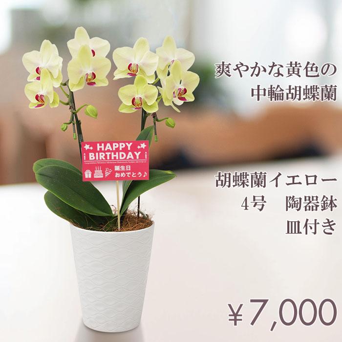 誕生日 プレゼント ギフト 胡蝶蘭イエロー4号 陶器鉢 皿付き