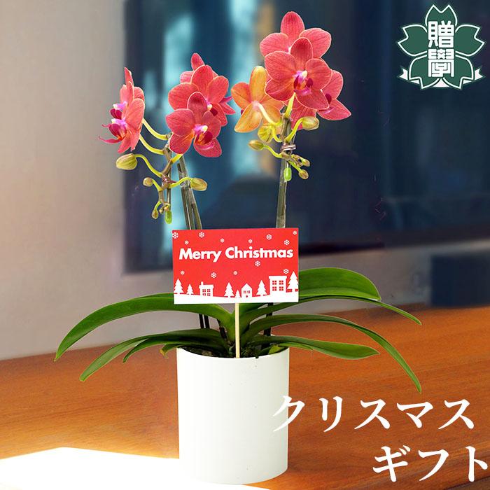 クリスマス 花 プレゼント ギフト ミニ 胡蝶蘭 ミセスブラウン 鉢