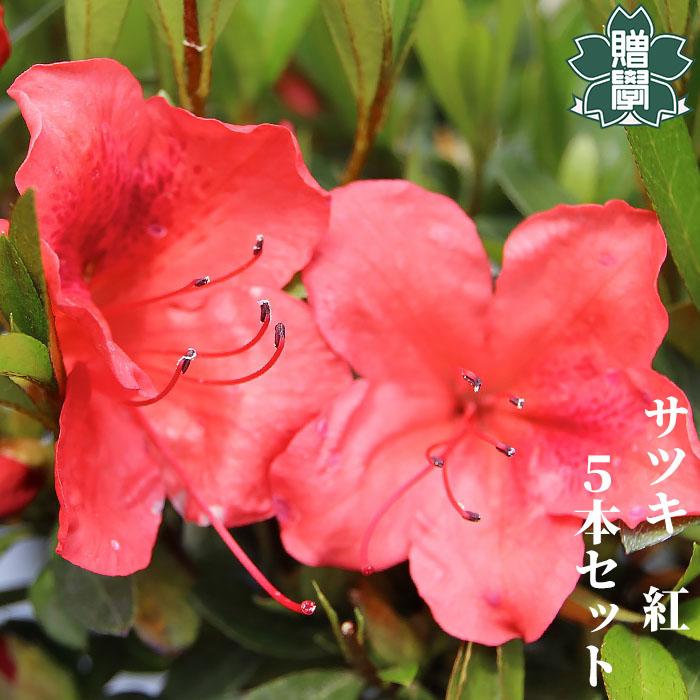 サツキツツジ 苗 紅 5本セット 記念樹 ギフト プレゼント 常緑