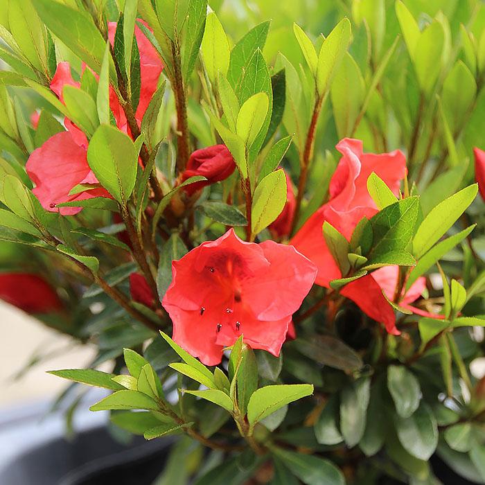 547 のこのこ様様赤葉ツツジ苗　6本、ギョリュウバイ1本 547 のこのこ様様赤葉ツツジ苗 6本、ギョリュウバイ1本