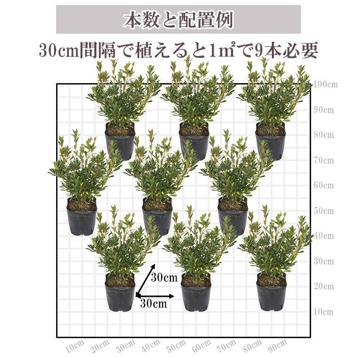サツキツツジ 苗 紫牡丹 5本セット 記念樹 ギフト プレゼント 常緑