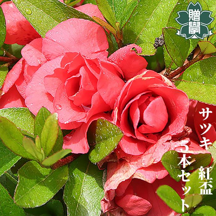 サツキツツジ 苗 紅盃 5本セット 記念樹 ギフト プレゼント 常緑 庭木 