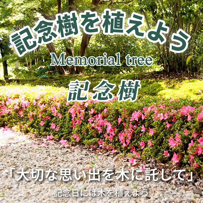 記念樹 サツキツツジ 苗 紅盃 5本セット ギフト プレゼント 常緑 庭木 植木 低木 皐月 躑躅 さつき つつじ｜pg-gakuen｜02