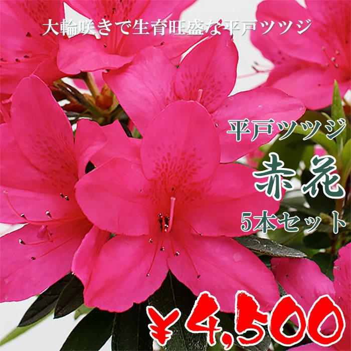 ヒラドツツジ 苗 赤花 5本セット 記念樹 ギフト プレゼント 常緑 ヒラドツツジ 苗 赤花 5本セット 記念樹 ギフト プレゼント 常緑