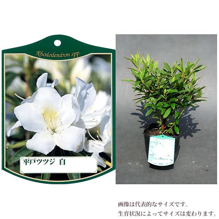 ヒラドツツジ 苗 白花 5本セット 記念樹 ギフト プレゼント 常緑 庭木