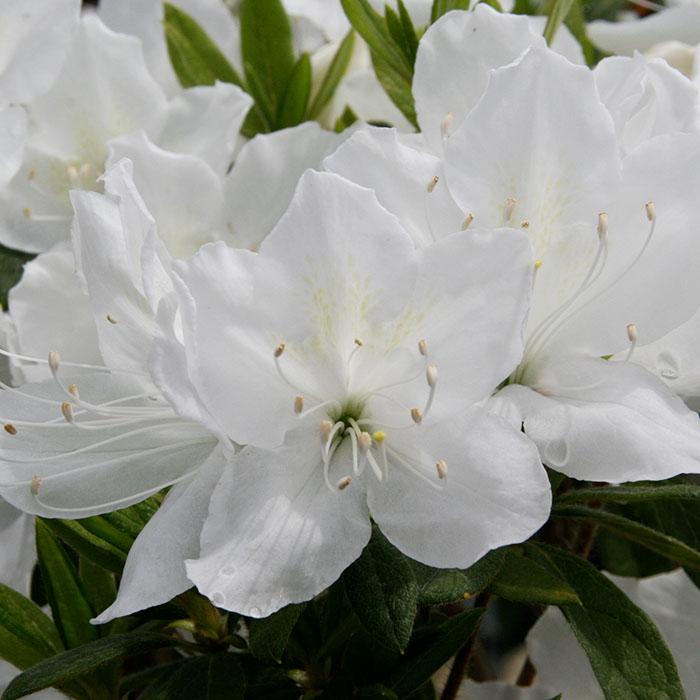 ヒラドツツジ 苗 白花 5本セット 記念樹 ギフト プレゼント 常緑 庭木