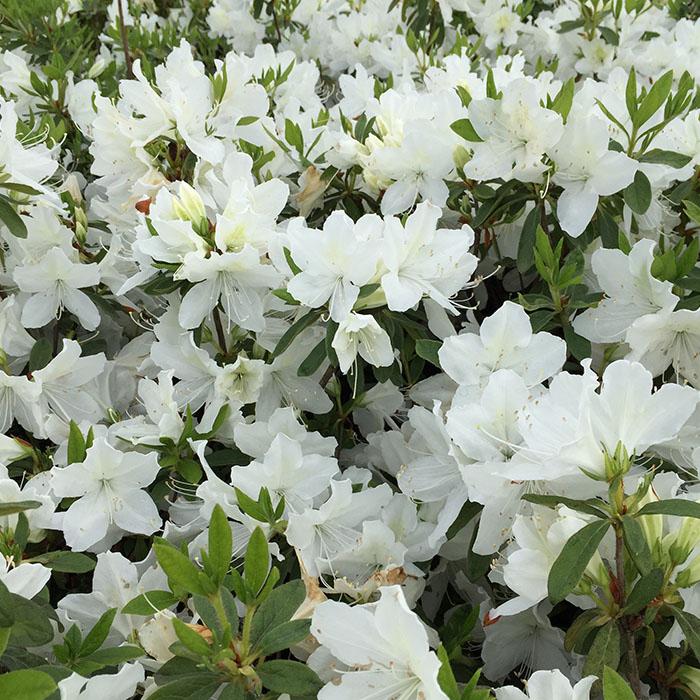 ヒラドツツジ 苗 白花 5本セット 記念樹 ギフト プレゼント 常緑 庭木