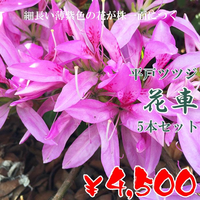 ヒラドツツジ 苗 花車 5本セット 記念樹 ギフト プレゼント 常緑 庭木