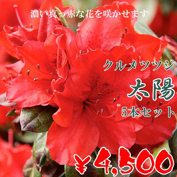 クルメツツジ 苗 太陽 5本セット 記念樹 ギフト プレゼント 常緑 庭木