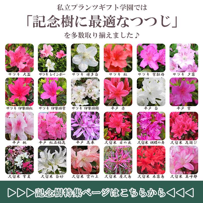 サツキツツジ 苗 大盃 12本セット 記念樹 ギフト プレゼント 常緑 庭木
