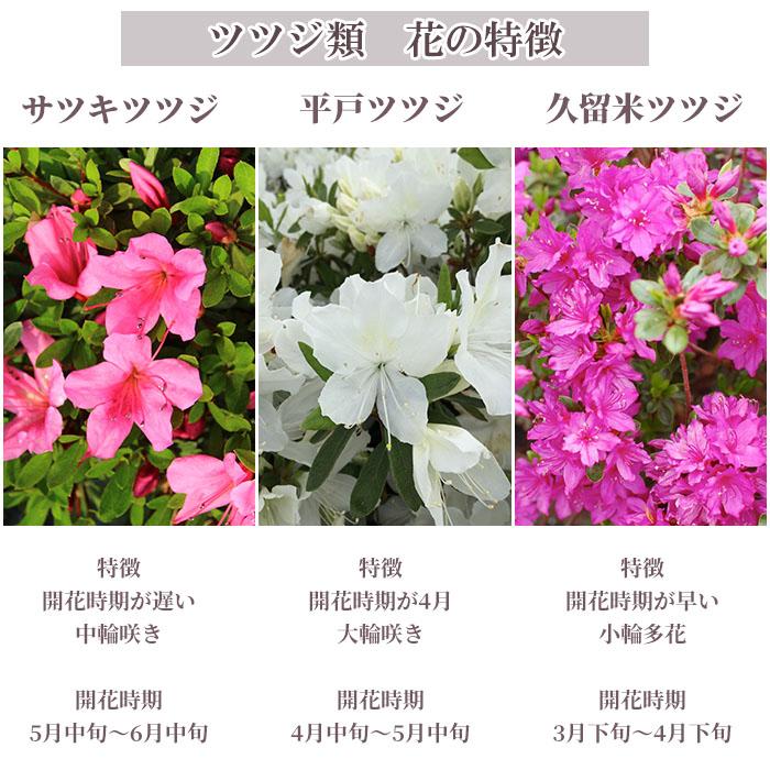 サツキツツジ 苗 真如の月 12本セット 記念樹 ギフト プレゼント サツキツツジ 苗 真如の月 12本セット 記念樹 ギフト プレゼント