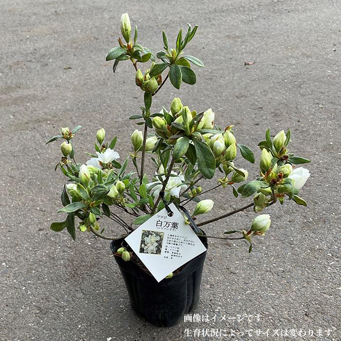 ヒラドツツジ 苗 白万葉 12本セット 記念樹 ギフト プレゼント 常緑