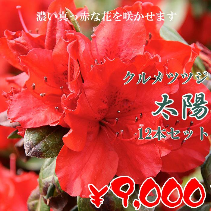 クルメツツジ 苗 太陽 12本セット 記念樹 ギフト プレゼント 常緑 庭木