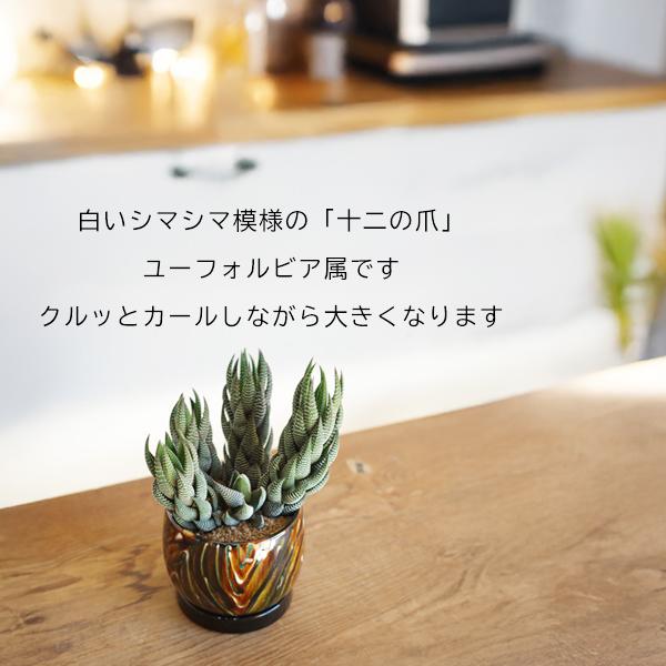ハオルチア 十二の爪 陶器鉢植え 多肉植物 シマシマゼブラ 卓上サイズ