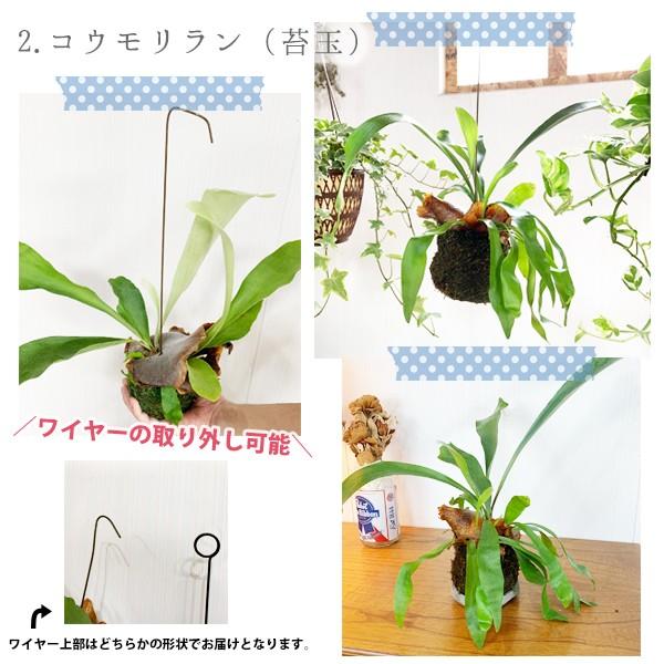 観葉植物 2種類 まとめ買い 吊れる観葉植物 送料無料 お買い得 ポトス コウモリラン アイビー ヘデラ 即日出荷 2t 観葉植物のパーフェクトグリーン 通販 Yahoo ショッピング