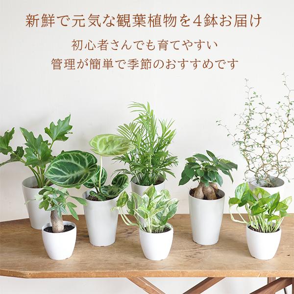 観葉植物 セット 4鉢セット お試し 特価 お買い得 白色鉢植え 受け皿 