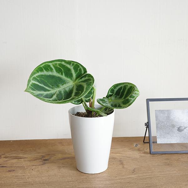 観葉植物 セット 4鉢セット お試し 特価 お買い得 白色鉢植え 受け皿 