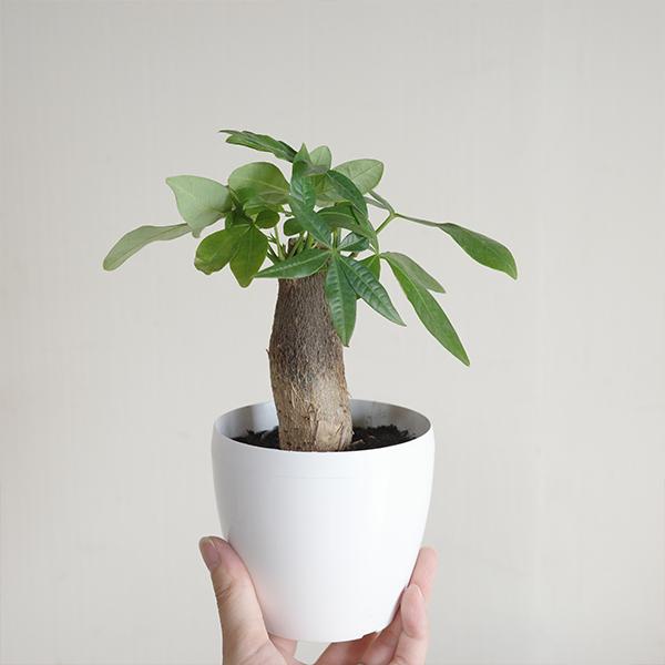 観葉植物 セット 4鉢セット お試し 特価 お買い得 白色鉢植え 受け皿 
