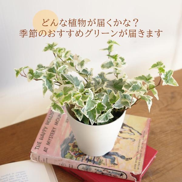 観葉植物 セット 4鉢セット お試し 特価 お買い得 白色鉢植え 受け皿 