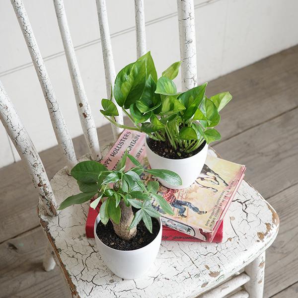 観葉植物 セット 4鉢セット お試し 特価 お買い得 白色鉢植え 受け皿 