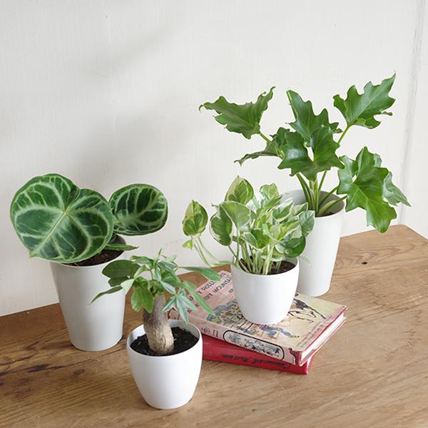 観葉植物 セット 4鉢セット お試し 特価 お買い得 白色鉢植え 受け皿 