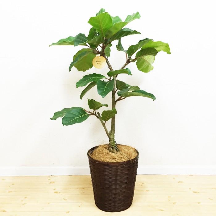 フィカス アフリカンプリンス 希少種 ゴムの木 送料無料 鉢カバー付 観葉植物 Africa8 観葉植物のパーフェクトグリーン 通販 Yahoo ショッピング