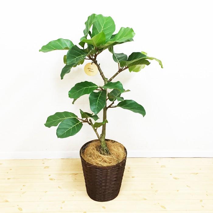 フィカス アフリカンプリンス 希少種 ゴムの木 送料無料 鉢カバー付 観葉植物 Africa8 観葉植物のパーフェクトグリーン 通販 Yahoo ショッピング