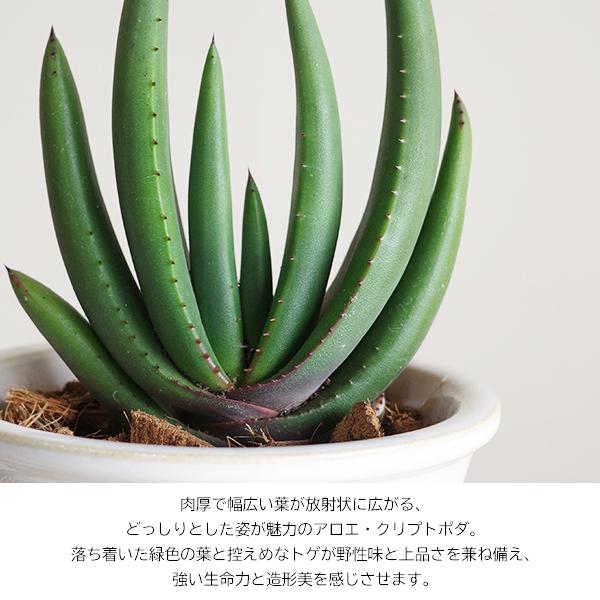 アロエ クリプトポダ 信楽焼 陶器鉢植え 茶色 送料無料 黒太刀（くろ