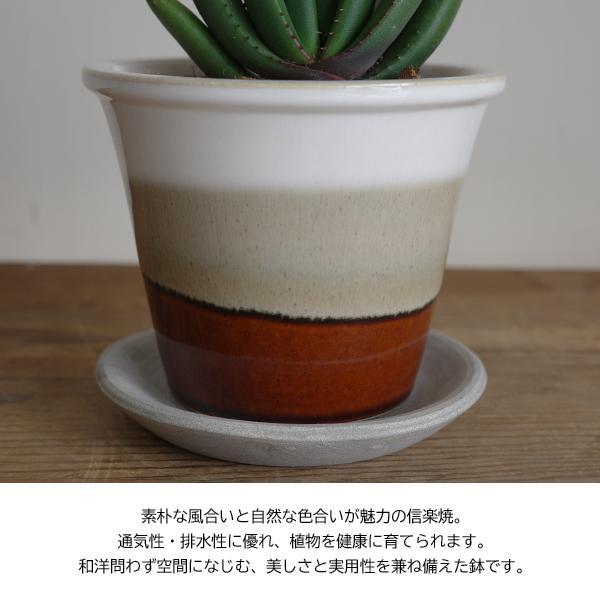 アロエ クリプトポダ 信楽焼 陶器鉢植え 茶色 送料無料 黒太刀（くろ