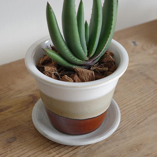 アロエ クリプトポダ 信楽焼 陶器鉢植え 茶色 送料無料 黒太刀（くろ