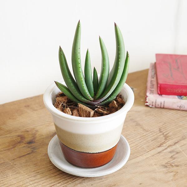 アロエ クリプトポダ 信楽焼 陶器鉢植え 茶色 送料無料 黒太刀（くろ