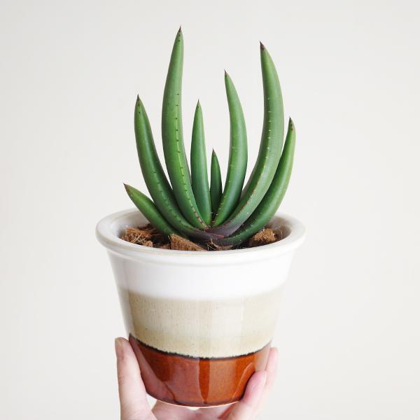 アロエ クリプトポダ 信楽焼 陶器鉢植え 茶色 送料無料 黒太刀（くろ