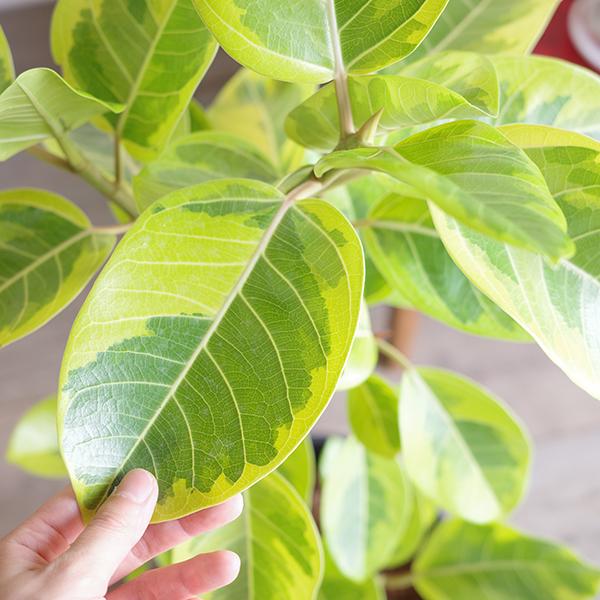 フィカス アルテシーマ ループ仕立て アルテシマ 観葉植物