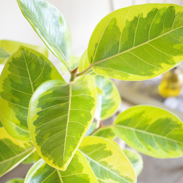 フィカス アルテシーマ ループ仕立て アルテシマ 観葉植物 アイボリーテラコッタ鉢植え 送料無料 即日出荷_2