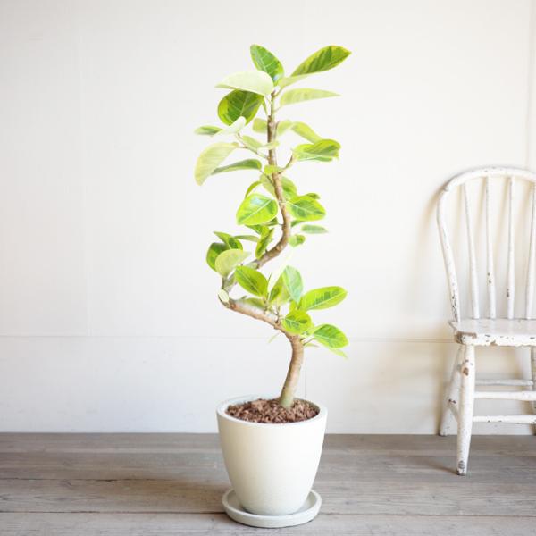 フィカス アルテシーマ ループ仕立て アルテシマ 観葉植物 アイボリーテラコッタ鉢植え 送料無料 即日出荷_3
